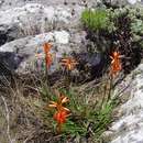 Image of Nyanga rock aloe