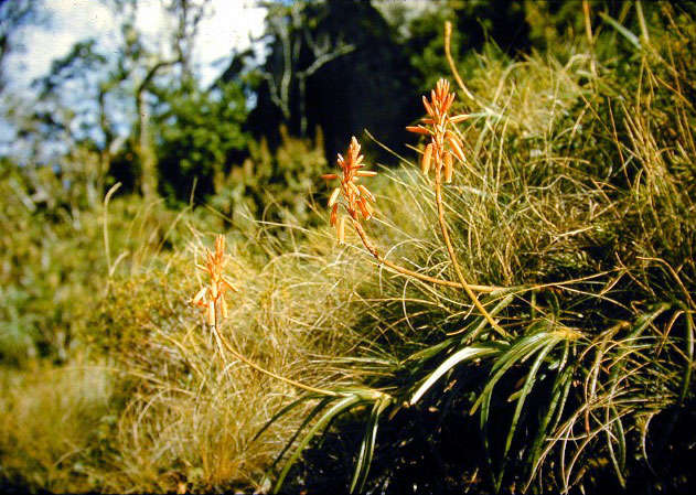 Sivun Aloe inyangensis var. kimberleyana S. Carter kuva