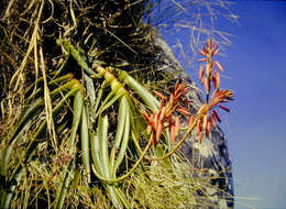 Sivun Aloe inyangensis var. kimberleyana S. Carter kuva