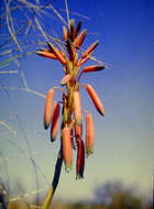 Sivun Aloe inyangensis var. kimberleyana S. Carter kuva