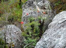 Image of Munch's great chimanimani aloe