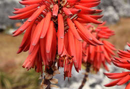 Image of Munch's great chimanimani aloe