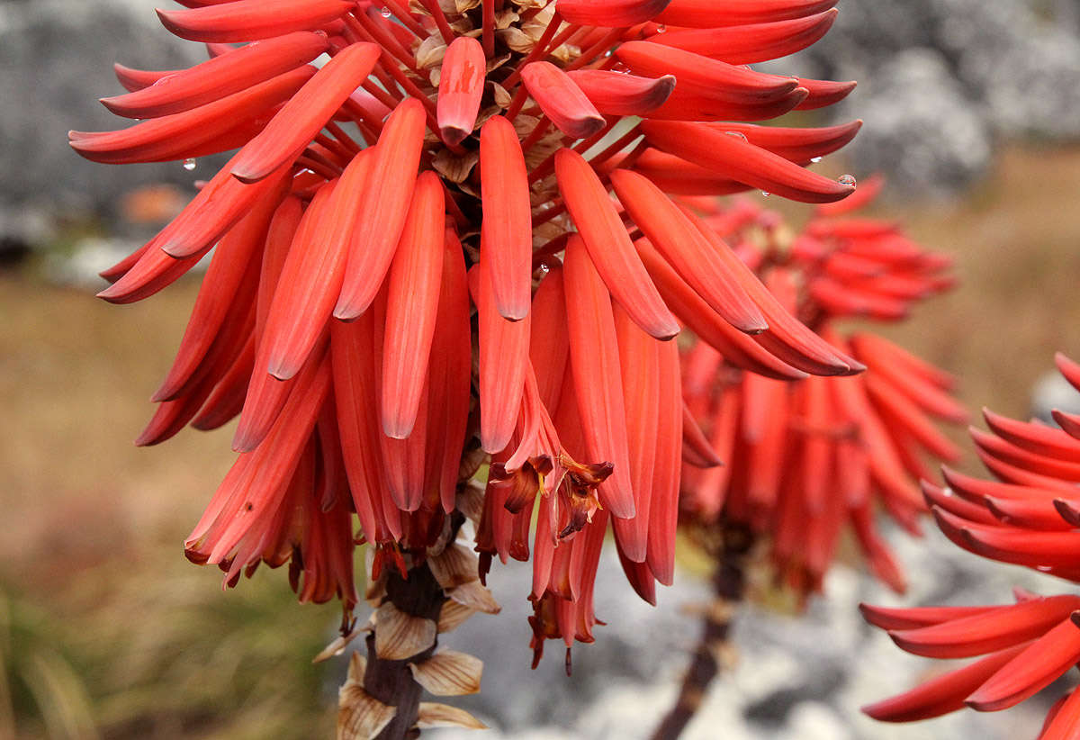 Image of Munch's great chimanimani aloe