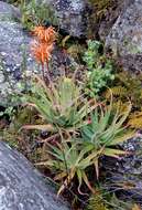 Image of Munch's great chimanimani aloe