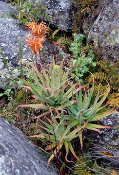 Image of Munch's great chimanimani aloe