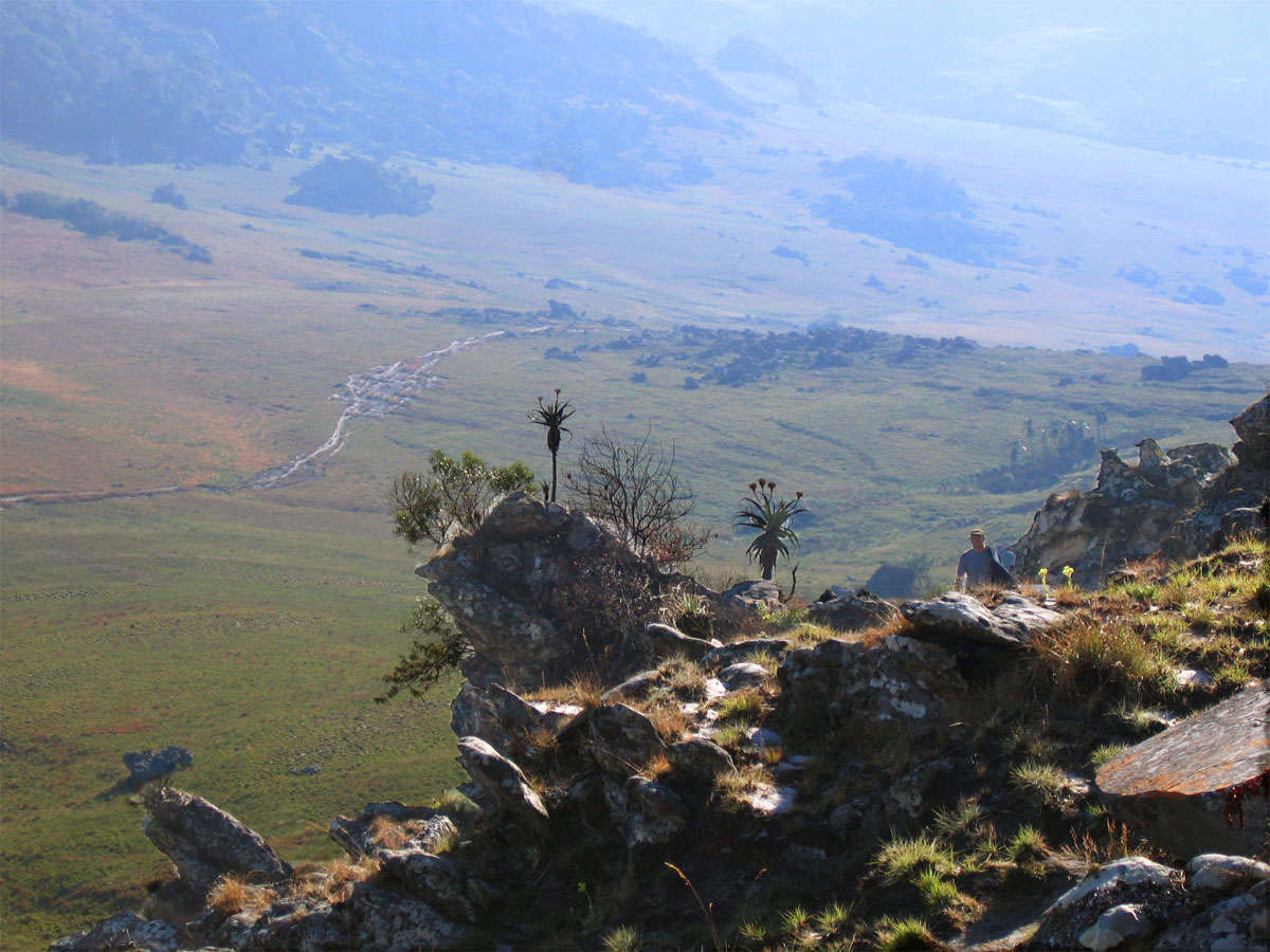 Image of Munch's great chimanimani aloe