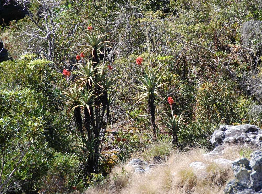 Image of Munch's great chimanimani aloe