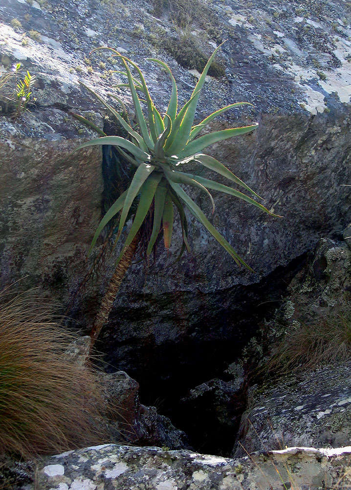 Image of Munch's great chimanimani aloe