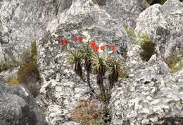 Image of Munch's great chimanimani aloe