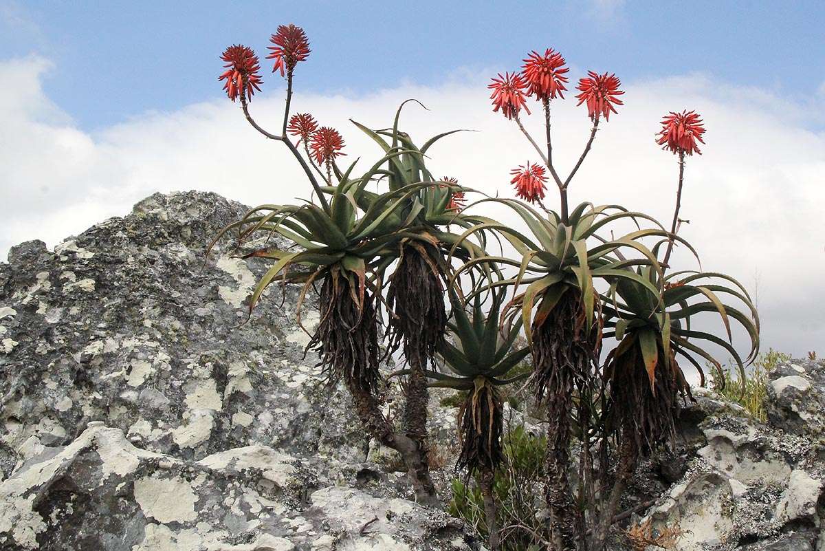 Image of Munch's great chimanimani aloe