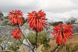 Image of Munch's great chimanimani aloe