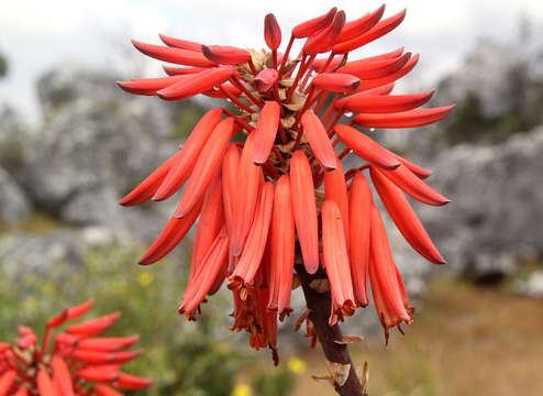 Image of Munch's great chimanimani aloe