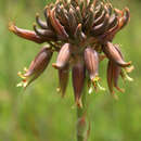 Слика од Aloe myriacantha (Haw.) Schult. & Schult. fil.