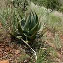 Plancia ëd Aloe ortholopha Christian & Milne-Red.