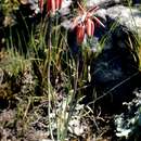 Aloe plowesii Reynolds resmi