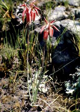 Image of Plowes' grass aloe