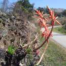 Aloe rhodesiana Rendle resmi