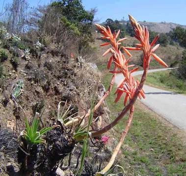 Image of Zimbabwe grass aloe