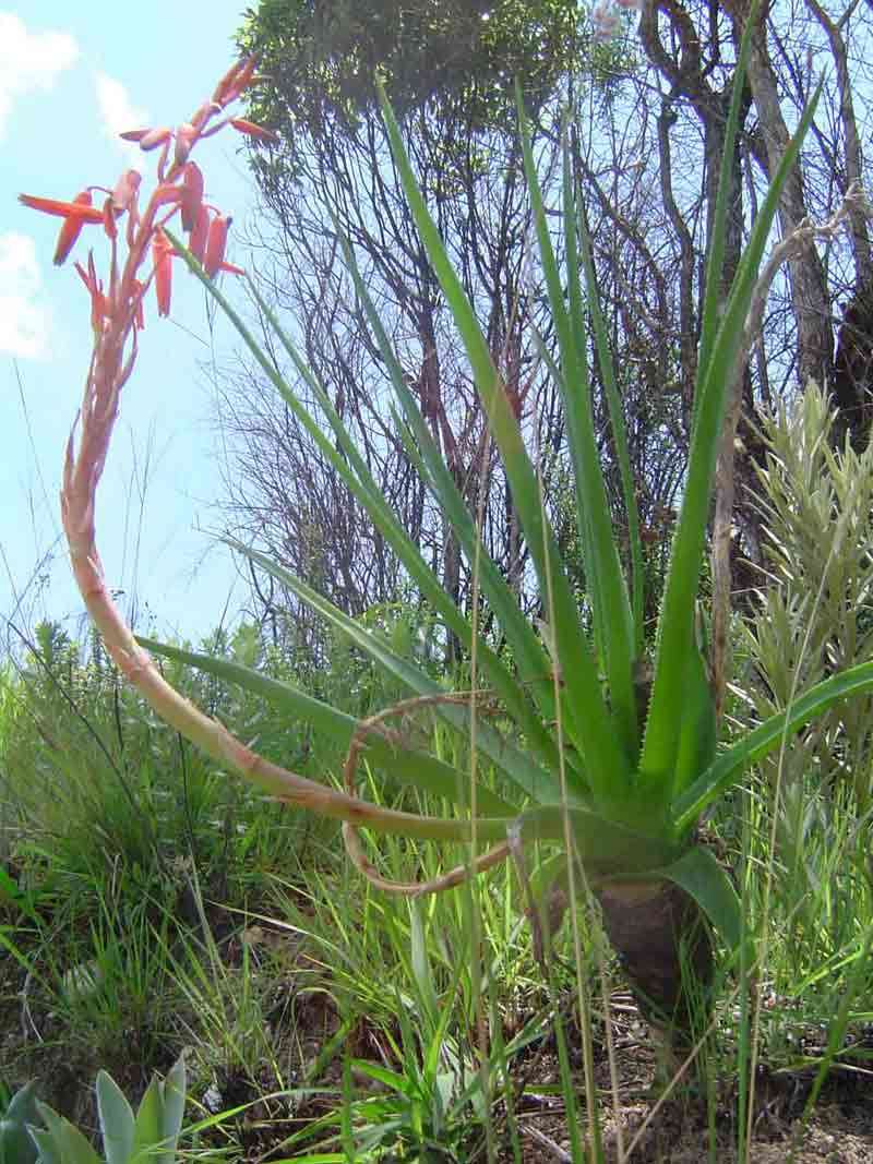 Image de Aloe rhodesiana Rendle