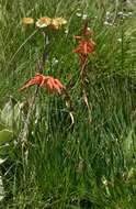 Image de Aloe rhodesiana Rendle