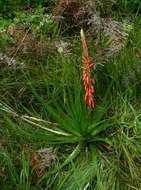 Image de Aloe rhodesiana Rendle