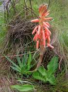 Image de Aloe rhodesiana Rendle