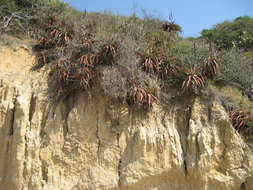 Image of Bottle-brush aloe