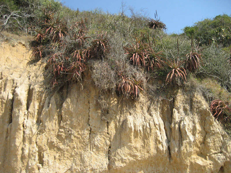 Image of Bottle-brush aloe