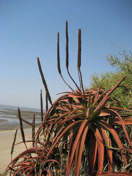 Image of Bottle-brush aloe