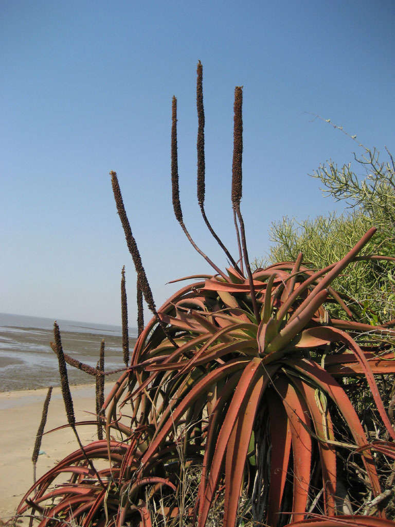 Image of Bottle-brush aloe