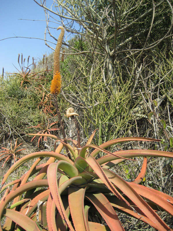 Image of Bottle-brush aloe