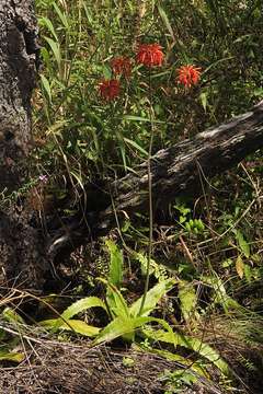 Image of Swynnerton's aloe