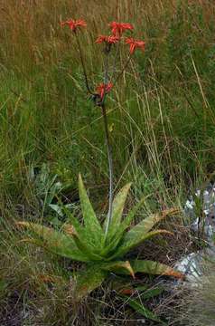 Image of Swynnerton's aloe