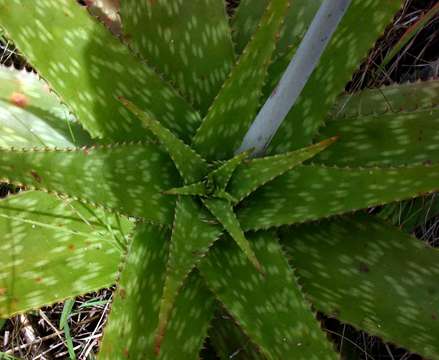 Image of Swynnerton's aloe