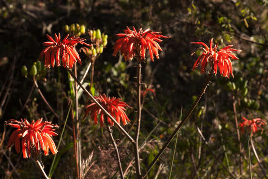 Image of Swynnerton's aloe