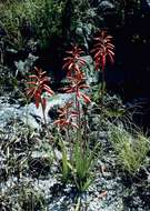 Image of Wild's small chimanimani aloe