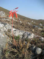 Image of Wild's small chimanimani aloe