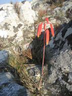 Image of Wild's small chimanimani aloe