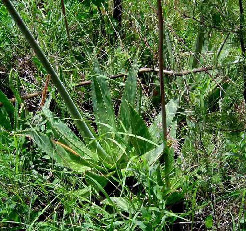 Image of Zebra leaf aloe