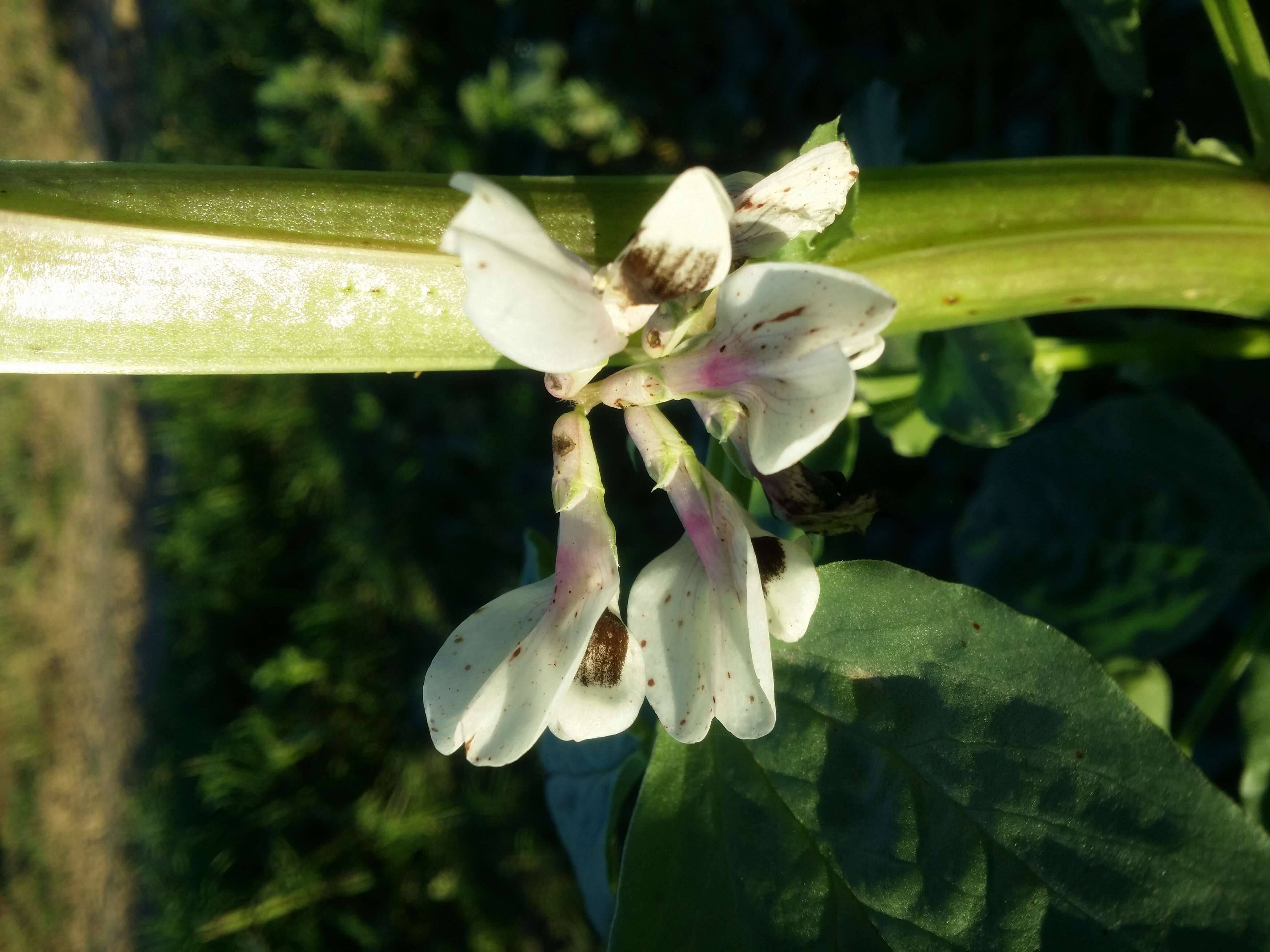 Image of Broad Bean