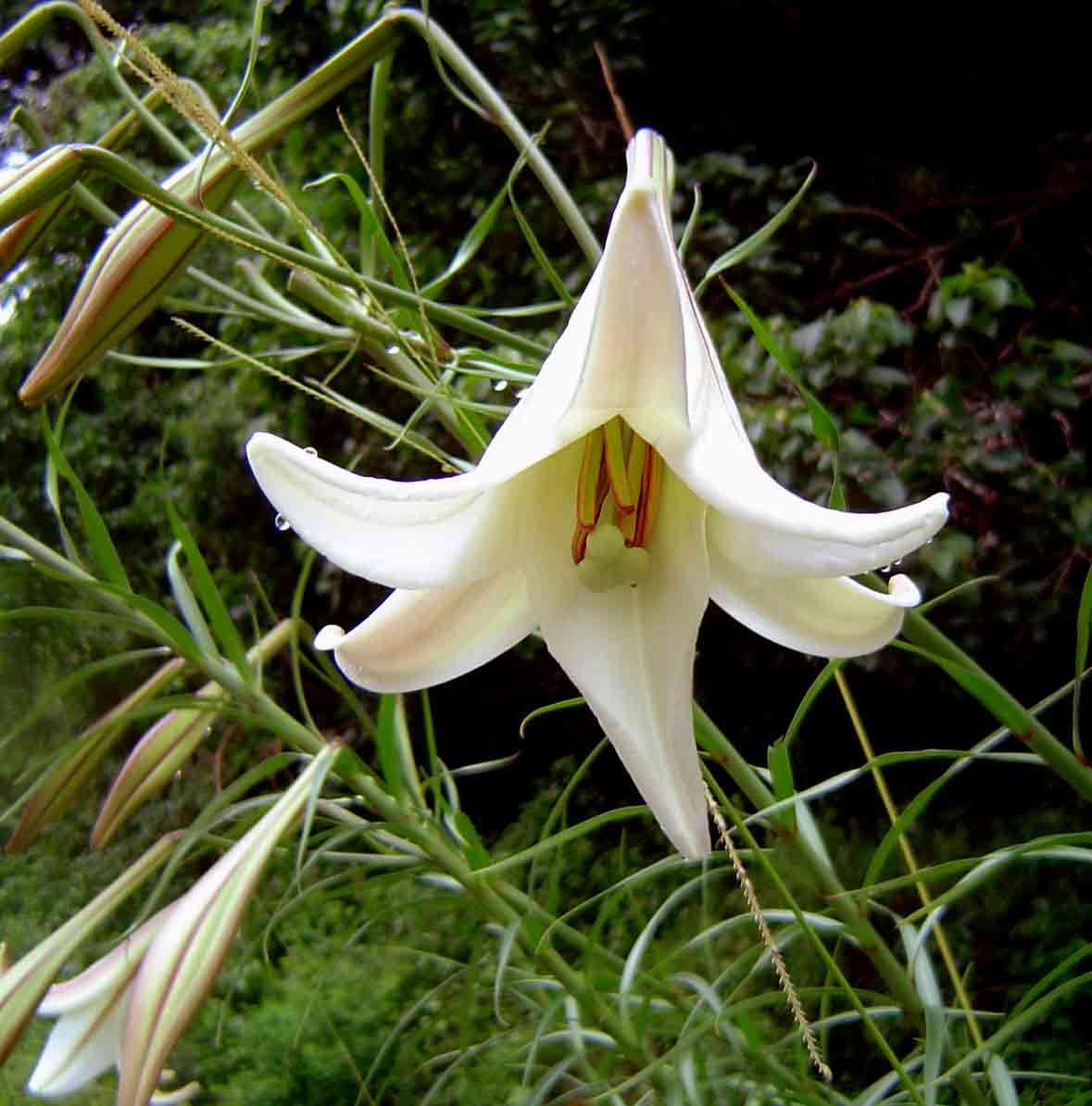 Liliaceae (rights holder: Mark Hyde, Bart Wursten and Petra Ballings)