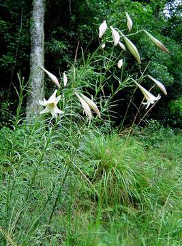 Lilium formosanum A. Wallace resmi