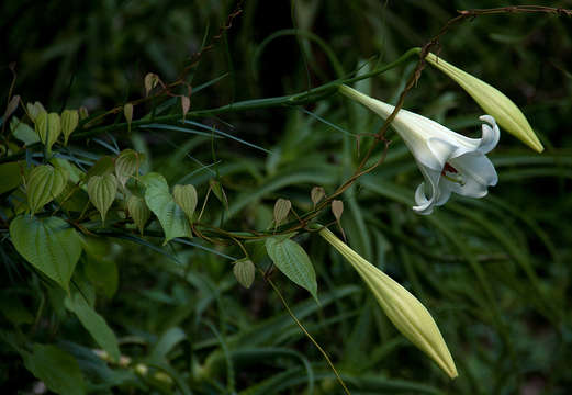 Lilium formosanum A. Wallace resmi