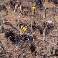 Imagem de Albuca kirkii (Baker) Brenan