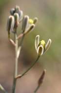 Imagem de Albuca kirkii (Baker) Brenan