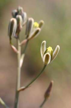 Image of Snake lily