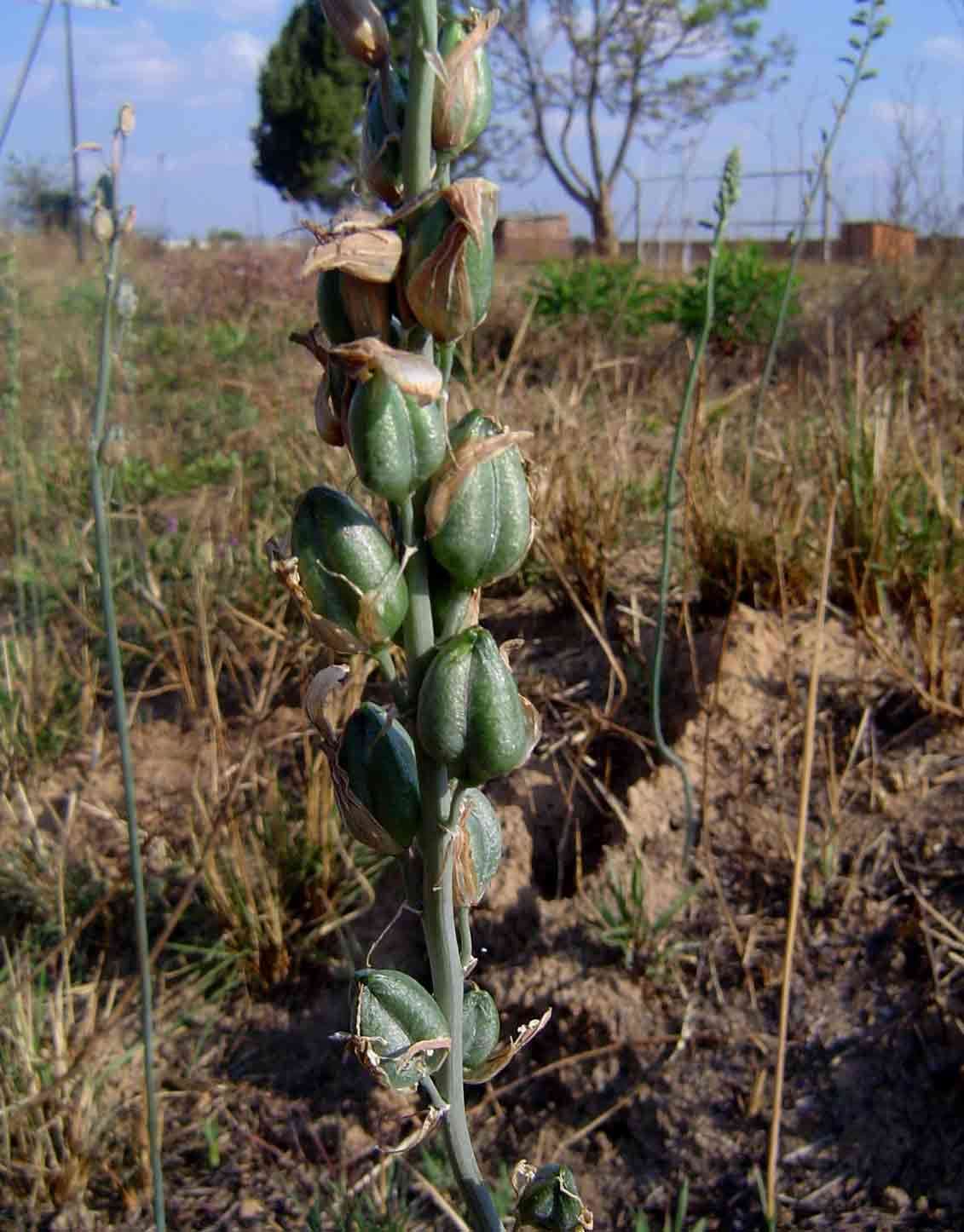 Image of Albuca