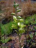 Image of Albuca