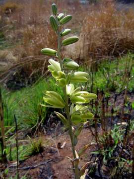 Image of Albuca