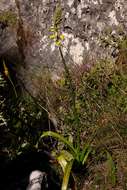 Image of Albuca